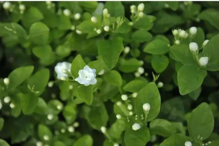 神仙水的替代护肤品,松赞和安缦