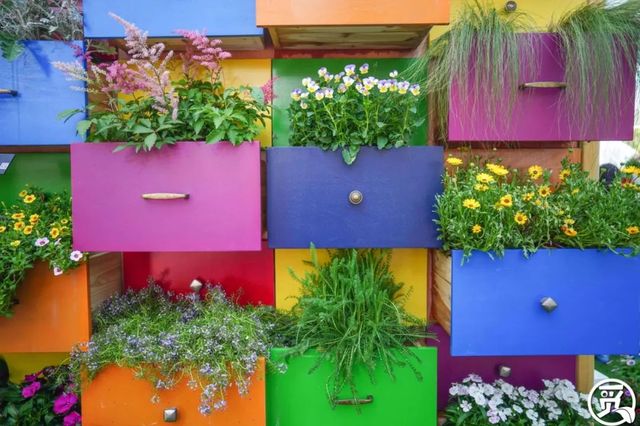 深圳史上最大最美的花展来啦,走进深圳仙湖植物园的国际花展