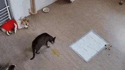 怎样治猫咪乱尿小妙招,解决猫咪乱尿的十个步骤