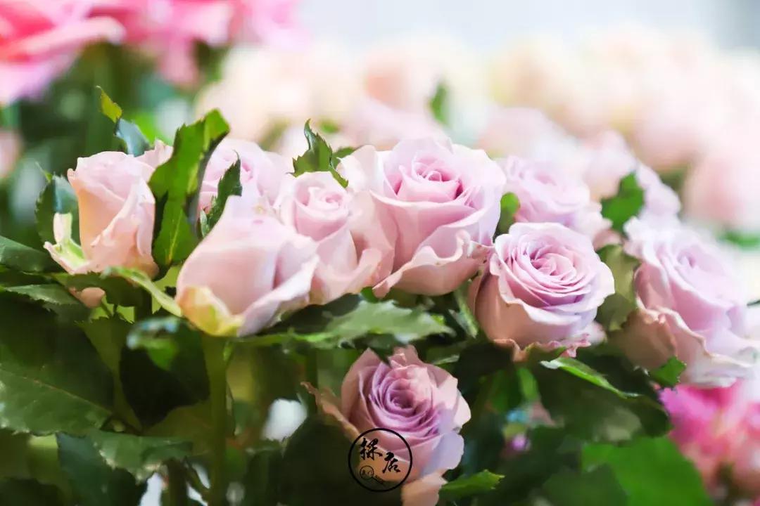 tf口红免费送,鲜花盛宴