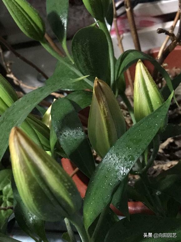 冬天买的百合现在成球了怎么养,冬天买的带芽百合球能开花吗