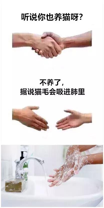 行走的蒲公英猫咪照片,行走的蒲公英猫品种