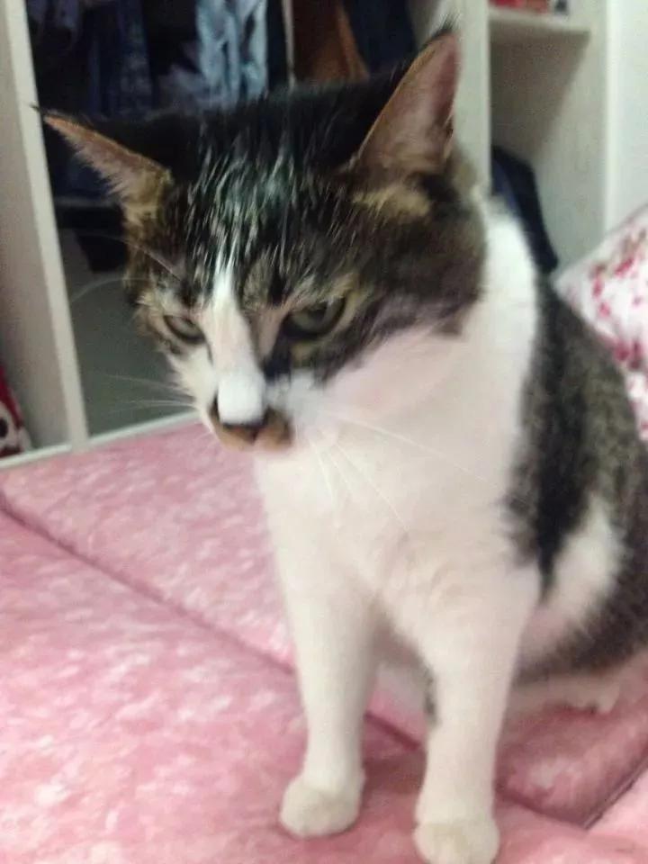 用舌头舔猫会怎样,舔猫头一口会有什么反应