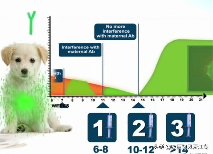 犬猫弓形虫抗体定量检测卡,猫抗体检测怎样算合格