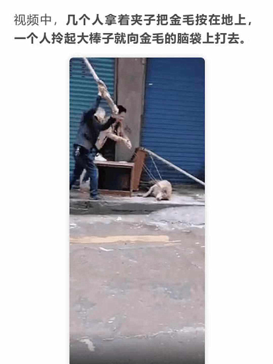 金毛被打反咬人,金毛当街咬人被警察抓