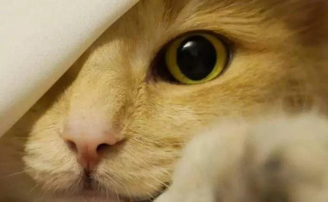 猫咪的神奇开关,猫咪身上的神奇小开关