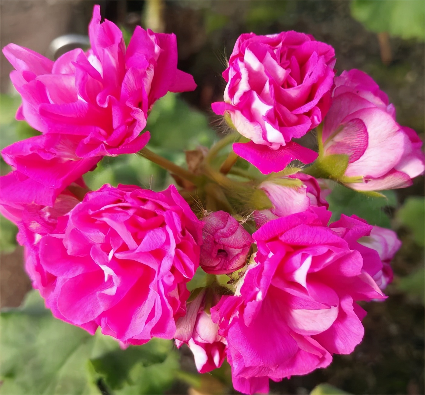 这种花别乱浇水水越多越不开花,这种花不怕冷好养易活