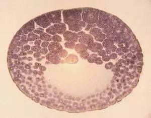 “宝贝,妈妈历经艰辛只为遇见你!”揭秘试管婴儿培育全过程