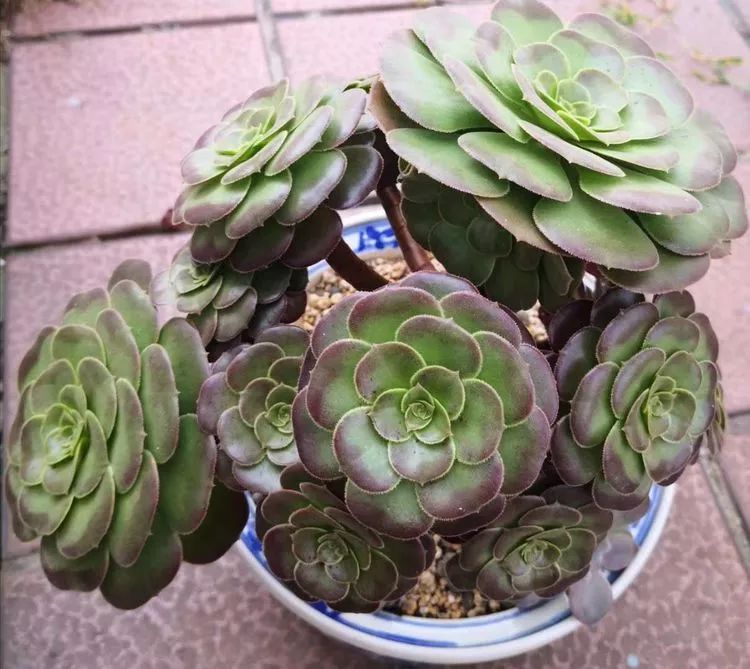 一花一世界多肉园艺,一花一世界一叶一菩提多肉植物