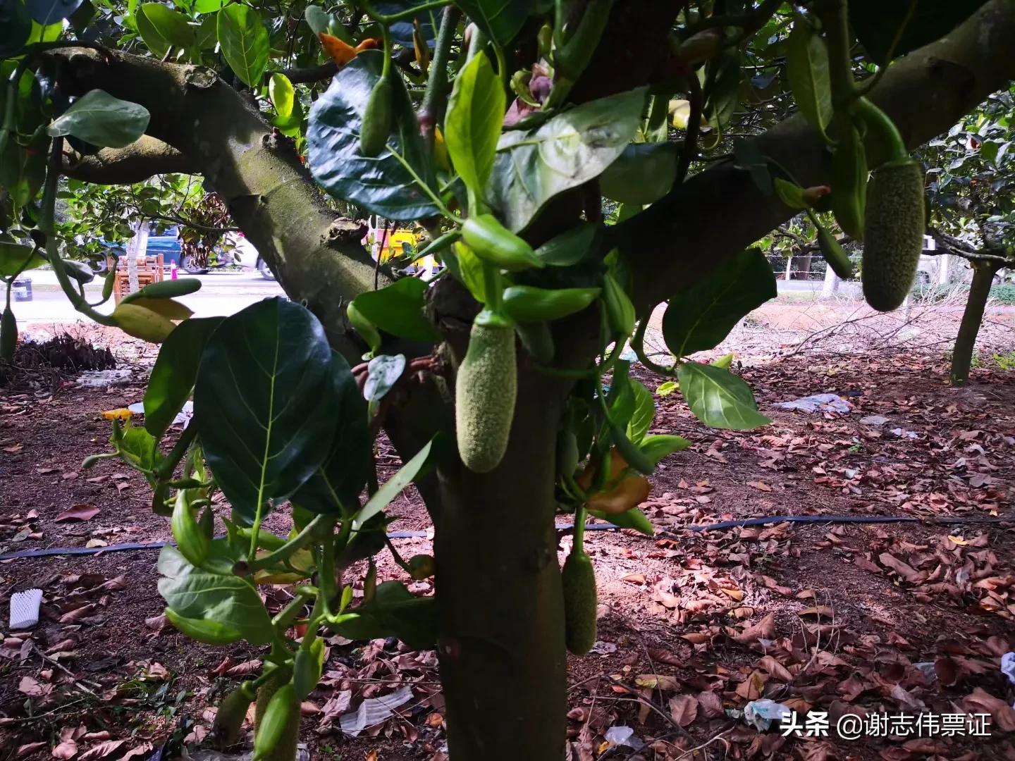 海南菠萝蜜旅游攻略,海南旅游菠萝蜜免费吃