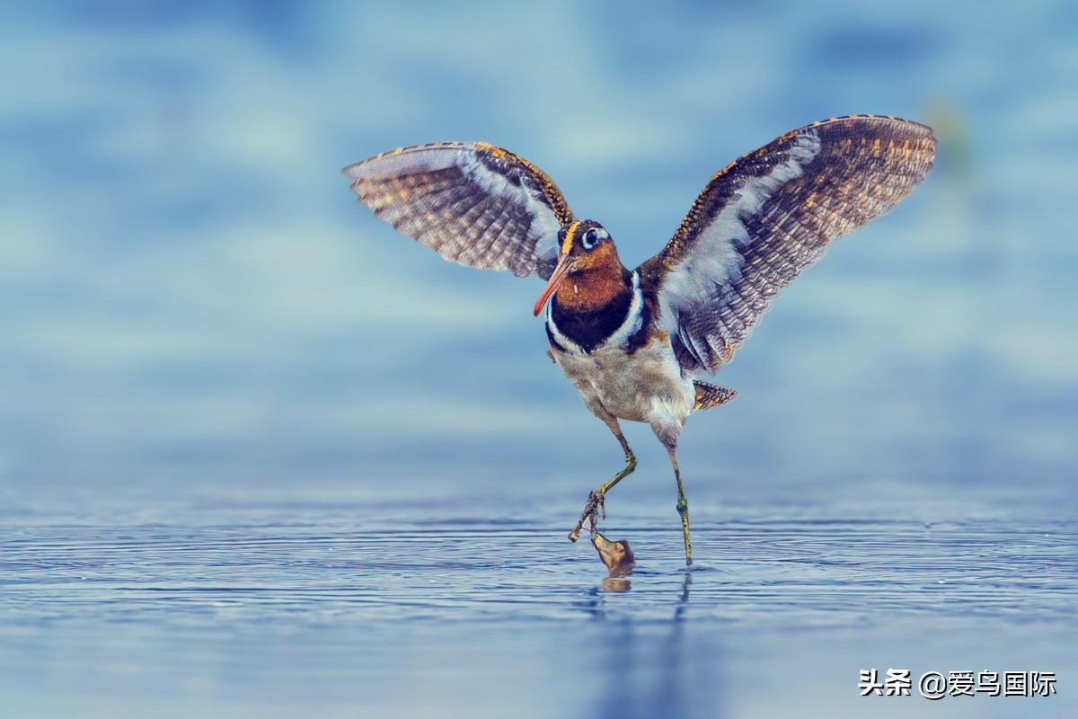 观鸟大年影片,观鸟大年在线观看