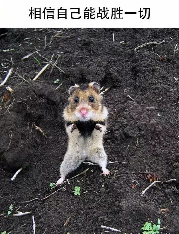 仓鼠为什么行为怪异而且想越狱,仓鼠越狱一个月偷猫粮