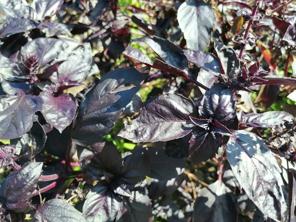 能驱蚊的盆栽,可以驱蚊的盆栽可靠吗