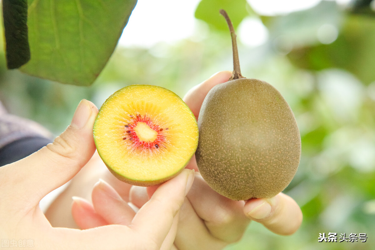 种植10亩地一年赚50万,老板投资了100多万搞养殖