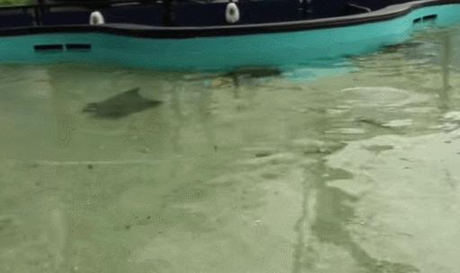 搬家，改名，你不知道这两支佛罗里达球队有多拼！「地域棒球」