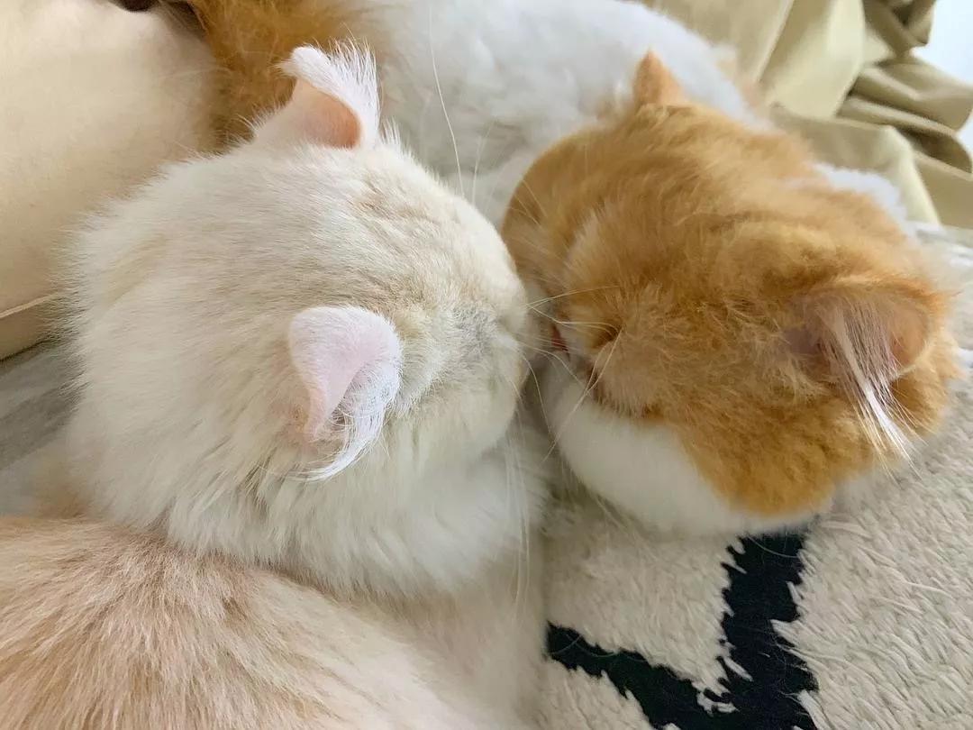 两只猫感情好不亲主人,两只猫感情好