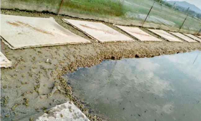 访醴陵市德福青蛙养殖农民专业合作社理事长文德福