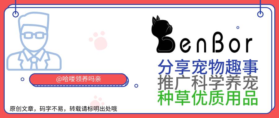 狗狗换牙期间怎么帮助清理牙齿,狗狗如何保护牙齿健康