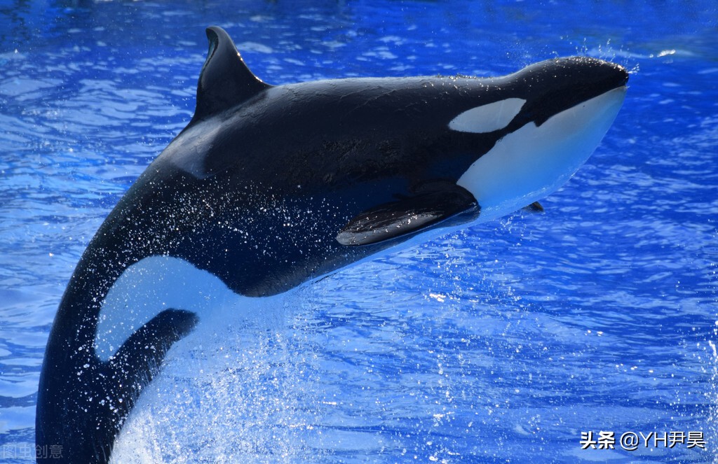 发生在美国的罕见事件，大白鲨遭遇神秘生物捕杀，真相颠覆认知