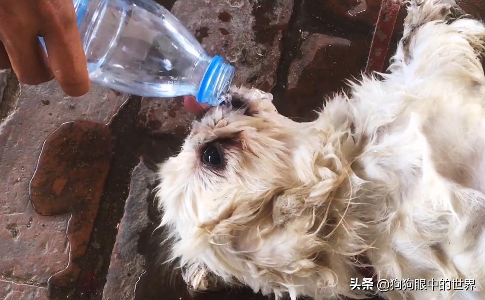 狗狗轻度中暑有意识能自行恢复吗,狗狗中暑放在空调房降温可以吗