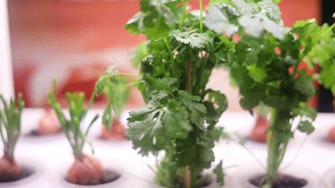 罗湖有家怪店，十个人来吃完饭后，老板居然多了一百个朋友