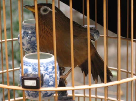 画眉鸟怎样养才稳住性,如何养好画眉生鸟