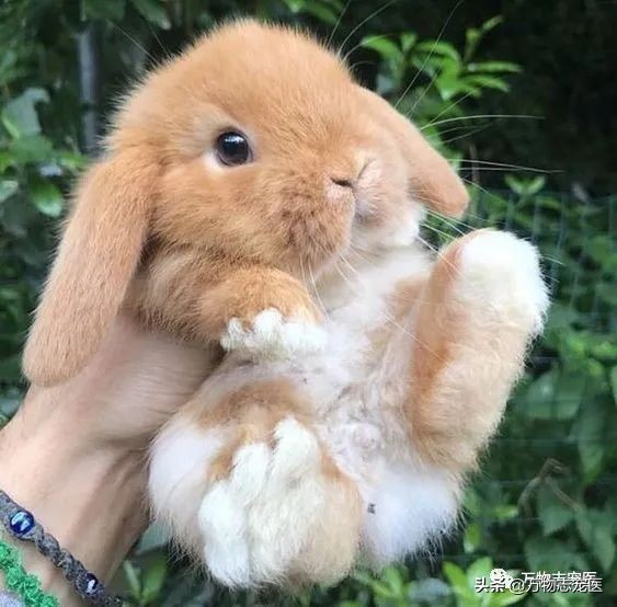 兔兔要死之前的征兆,兔兔突然死亡的原因