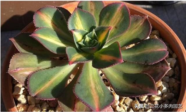 365种·常见花卉图谱，观果和多肉植物收藏篇