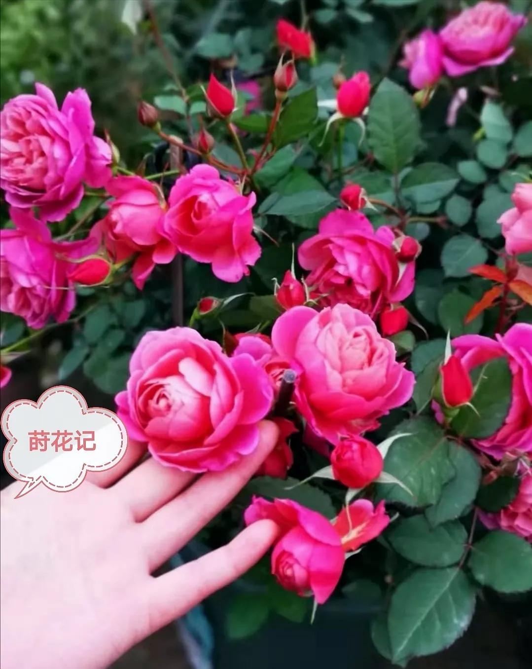 她是旧时光里走来的美人，貌似弱质纤纤却秉性坚韧——月季“葵”