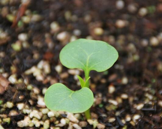 紫茉莉花种子怎么长出来,紫茉莉花的观赏特性