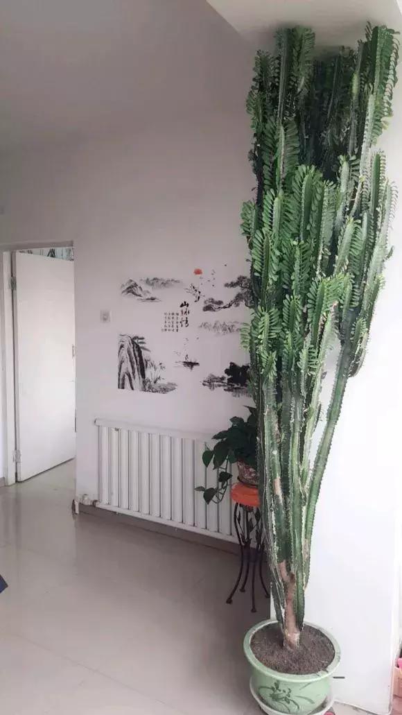 净化空气去甲醛的花是什么花,新房什么花吸甲醛最好最快