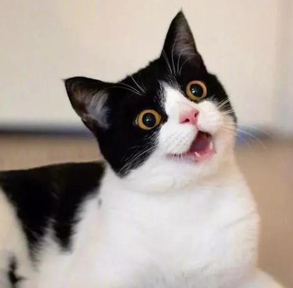 猫难养吗,猫难养么