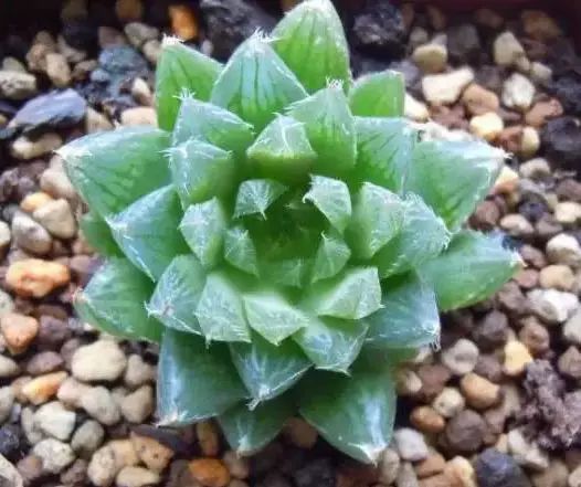 多肉早安图片大全,多肉大全100图