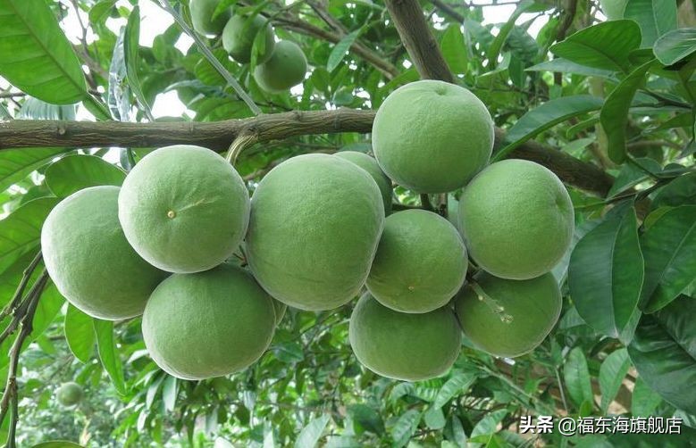 喉咙干痒、咳嗽痰多老不好？每天一杯，排出肺部垃圾