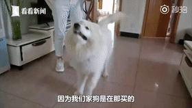 毛孩子初次发情，意外怀孕危害大！怎么办？