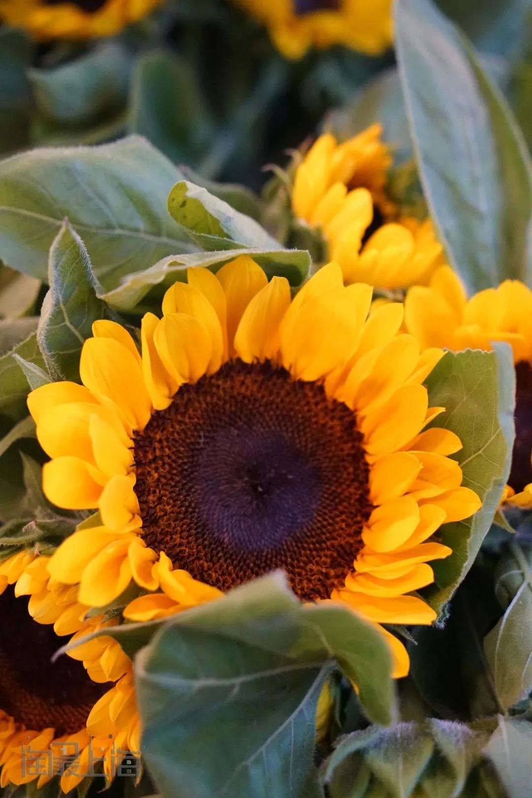 花卉市场晚上营业,今天的花卉市场