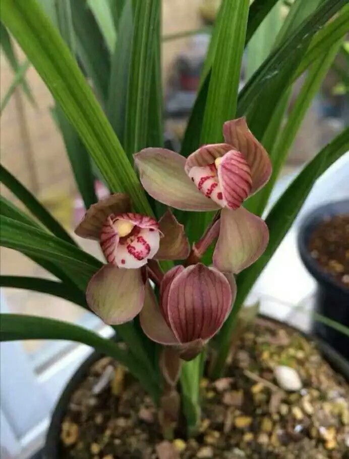 新手兰友的建议,新手兰友容易入的坑