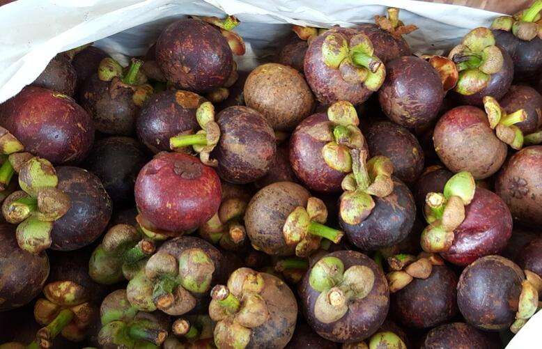 果中皇后山竹功效,山竹为何被称为水果界的皇后