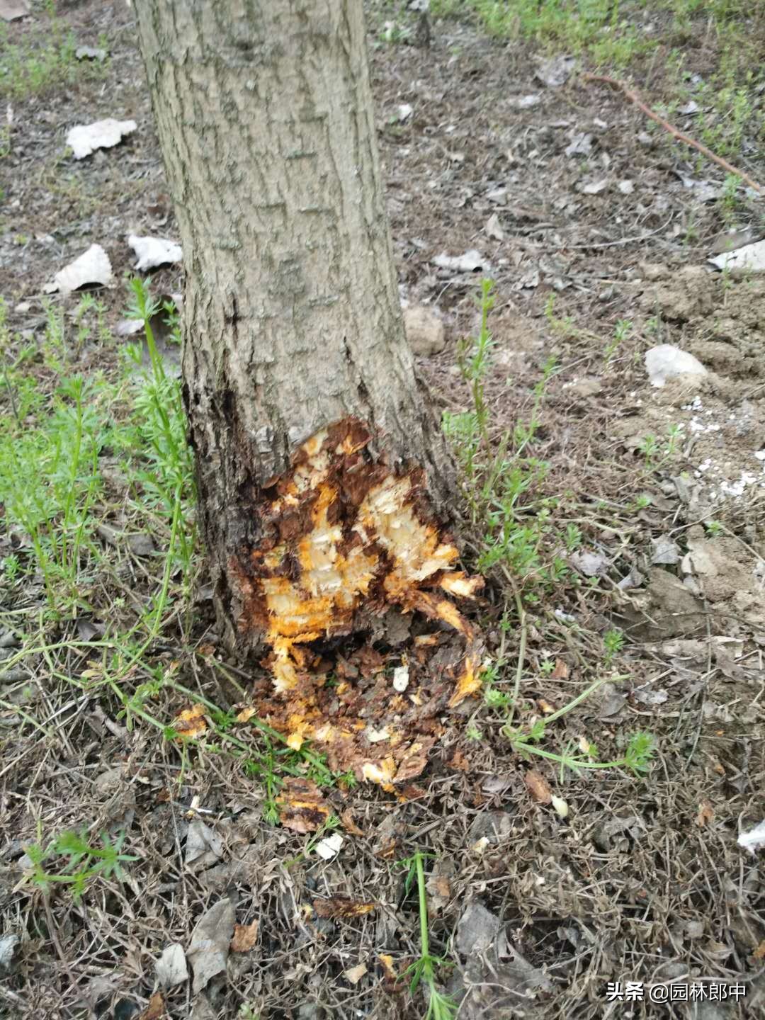 树干上长好多疙瘩怎么回事,国槐的树瘤子怎么治