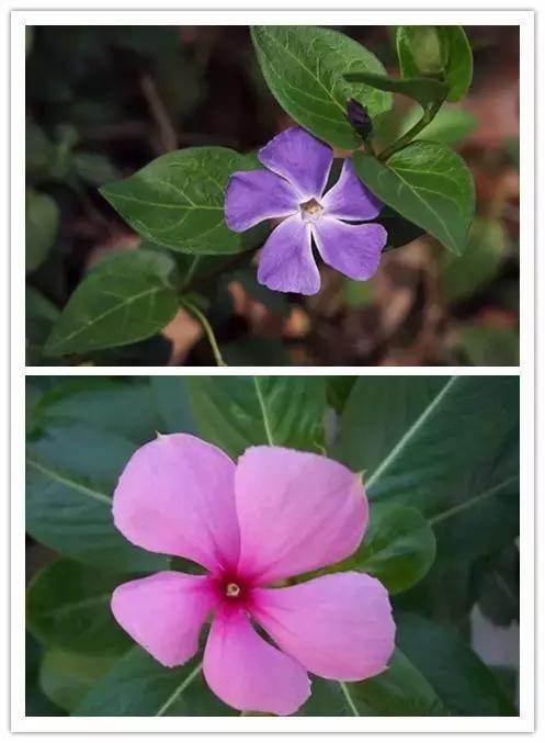 史上最全的花卉介绍，认识超过30种以上绝对是大神