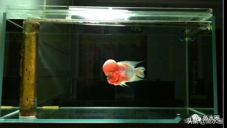 罗汉鱼身上亮片少是什么品种,罗汉鱼血麒麟和火凤哪个品种好