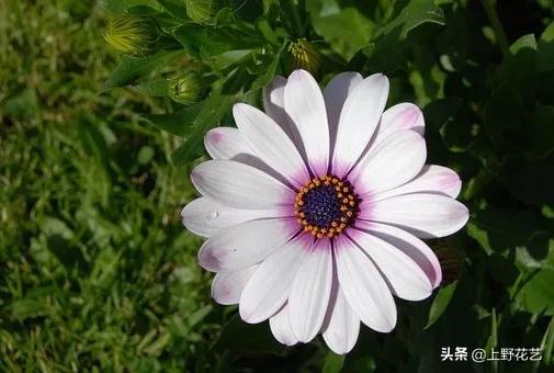 善良的心，沉默不语——蓝目菊