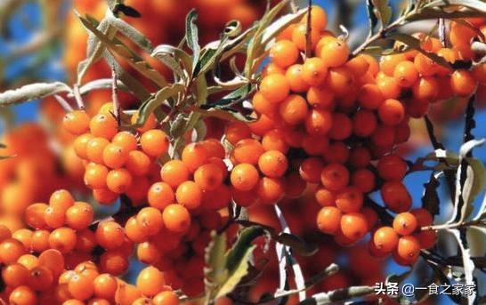 疆内水果品种大全,南疆超级甜水果