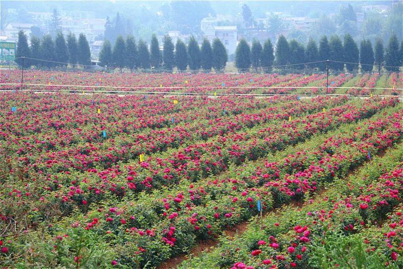 欧盟有机认证绿叶标识,欧盟有机认证食品