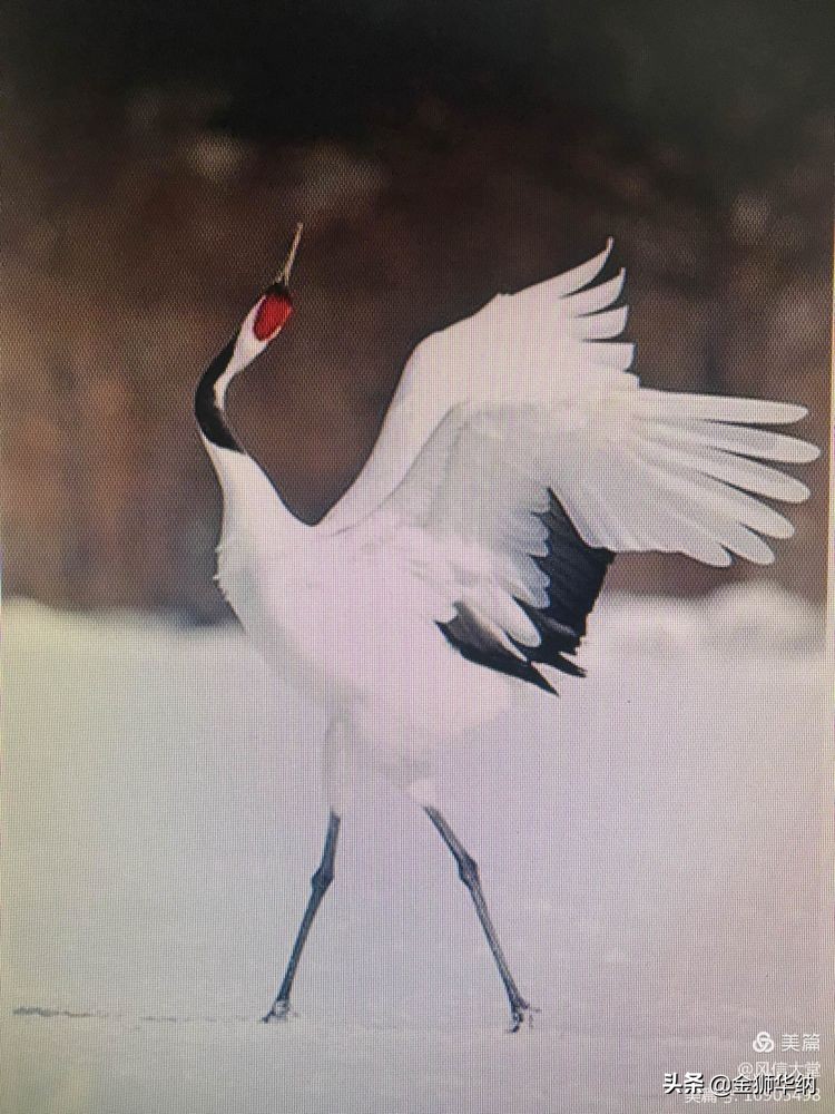 刘岚先生作品欣赏,画家刘岚作品