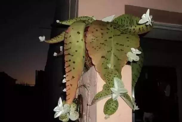 不死鸟怎么养合适,不死鸟怎么养才好看