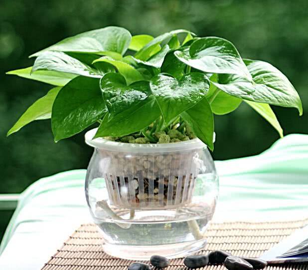 大叶绿萝和小叶是一样吗,绿萝为什么有大叶和小叶