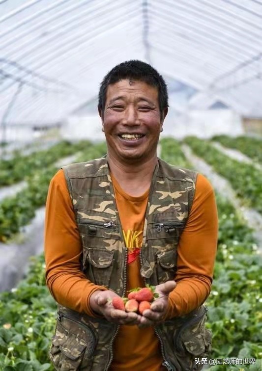 夏季草莓还能开花结果吗,草莓夏季高产