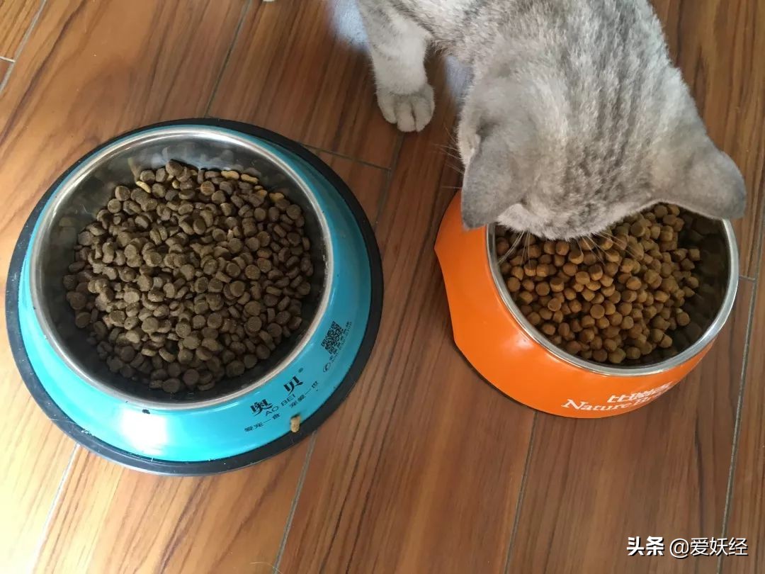 铲屎官减肥瘦身,吐毛球的铲屎官