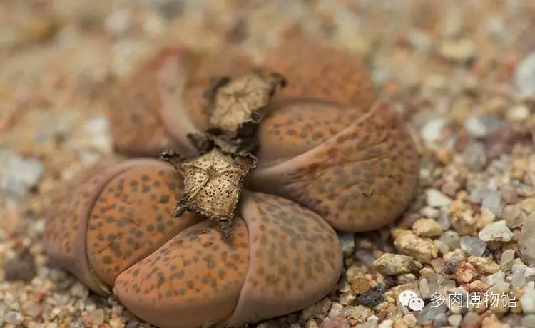 多肉用什么土长得快怎么配土,新手养多肉怎么配土最好